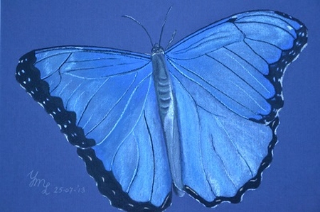 Originele pasteltekening YML "Blauwe vlinder"