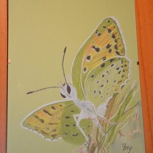 Pasteltekening origineel "Vlinder -Icarus groen-oranje-geel"