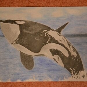 Originele pasteltekening YML "Orca"