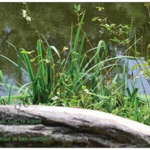 Gedichtkaart YML 1567: Kijken