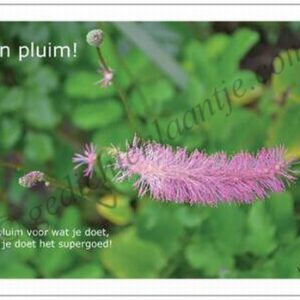 Gedichtkaart YML 1557: Een pluim!