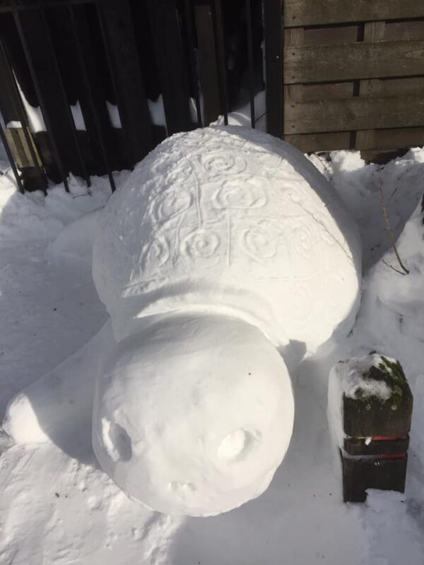 Sneeuwsculptuur 'Reuzenschildpad' - Afbeelding 2