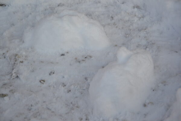Sneeuwsculptuur 'Familie IJskonijn' - Afbeelding 3