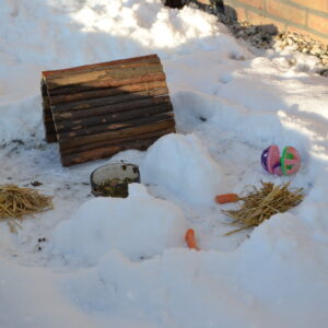 Sneeuwsculptuur 'Familie IJskonijn'